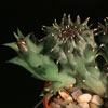 Diplocyatha ciliata-Diplocyatha