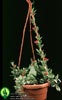 Dischidia pectenoides-Pillow Fight