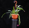 Disocactus biformis-