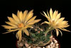 Dolichothele sphaerica-