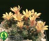 Dolichothele surculosa-