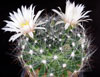 Dolichothele zephyranthoides-