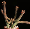 Echidnopsis cereiformis-