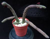 Echidnopsis repens-