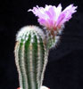 Echinocereus reichenbachii v. albertii-