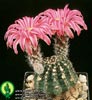 Echinocereus amoenus-