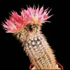 Echinocereus baylei v.albispinus-Blac lace cactus