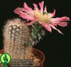 Echinocereus bristolii-