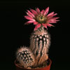 Echinocereus caespitosus-