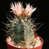 Echinocereus knippelianus-Peyote verde