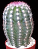 Echinocereus pectinatus v. rigidissimus-Lace cactus, Rainbow cactus, Purple candle cactus