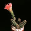 Echinocereus polyacanthus-Giant claret-cup cactus, Salmon flowered hedgenog