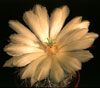 Echinocereus stoloniferus-Biznaguita
