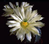 Echinocereus subinermis-Echinocereus subinermis