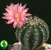 Echinocereus weinbergii-