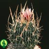 Echinofossulocactus kellerianus-