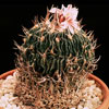 Echinofossulocactus multicostatus-Brain cactus