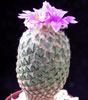 Encephalocarpus strobiliformis-Pinecone cactus, Peyote