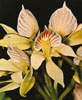 Encyclia species-Encyclia sp.
