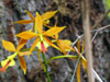 Epicattleya hybrid-Epicattleya hybrid