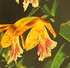 Epidendrum species-Epidendrum sp.