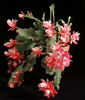 Epiphyllum hybrid-