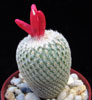 Epithelantha bokei-Boke's button cactus
