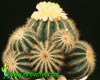 Notocactus magnificus-