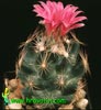 Escobaria vivipara-Beehive cactus, Arizona beehive
