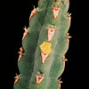 Euphorbia leach-