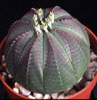 Euphorbia obesa-Gingham golf ball,basketball plant