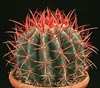 Ferocactus acanthodes-Desert barrel cactus