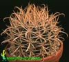 Ferocactus chrysacanthus-