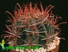 Ferocactus gracilis-
