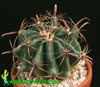 Ferocactus recurvus-