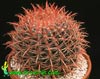 Ferocactus stainesii-