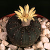 Frailea castanea-