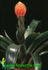 Guzmania conifera -  