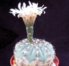 Gymnocalycium ragonesei-