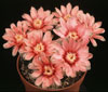 Gymnocalycium hybrid- 
