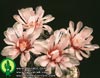 Gymnocalycium hossei-