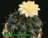 Gymnocalycium leeanum-