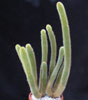 hildewinteria aureispina-