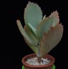 Kalanchoe fedtschenkoi-