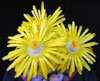 Lithops gracilidelineata s.brandbergensis-