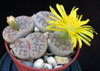 Lithops gracilidelineata-