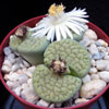 Lithops verruculosa-