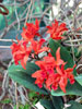 Laeliocattleya hybrid-Laeliocattleya hybrid