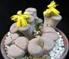 Lithops fulviceps v Lydiae-