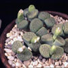 Lithops fulviceps v Aurea-